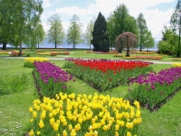 Fete_tulipe2.jpg