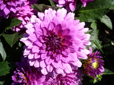 Quai-du-dahlia-Morges.jpg