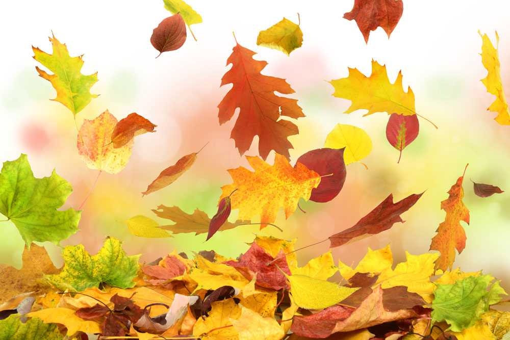 Fotolia_67655125_Subscription_XXL.jpg