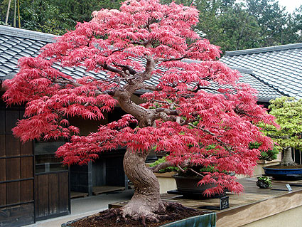 ou planter un erable du japon