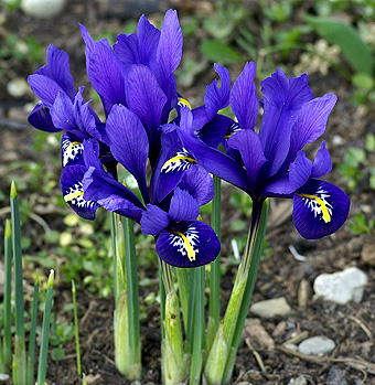 Iris on Iris R  Ticul   Ou Iris Reticulata