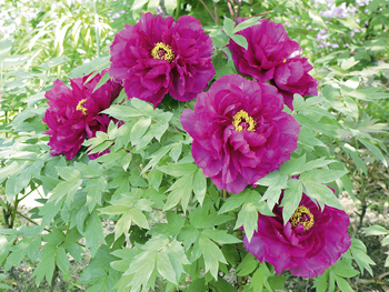 Paeonia_suffruticosa.jpg