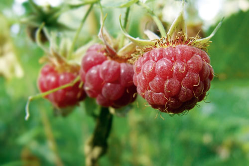 framboise