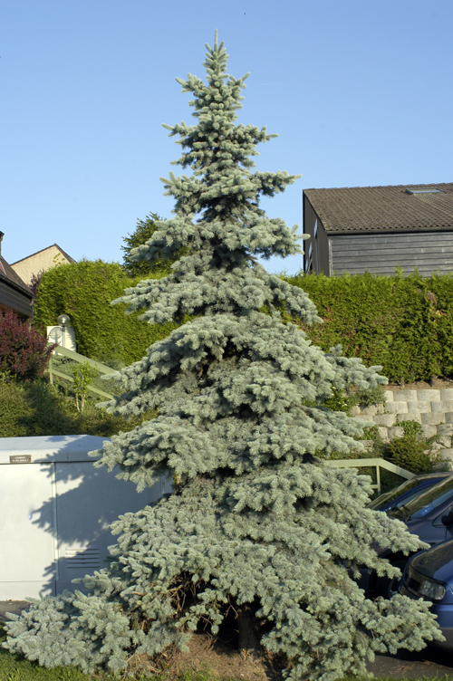 Abies_concolor.jpg