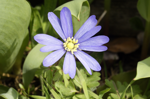 Anemone blanda