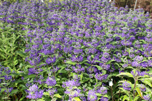 Caryopteris.jpg