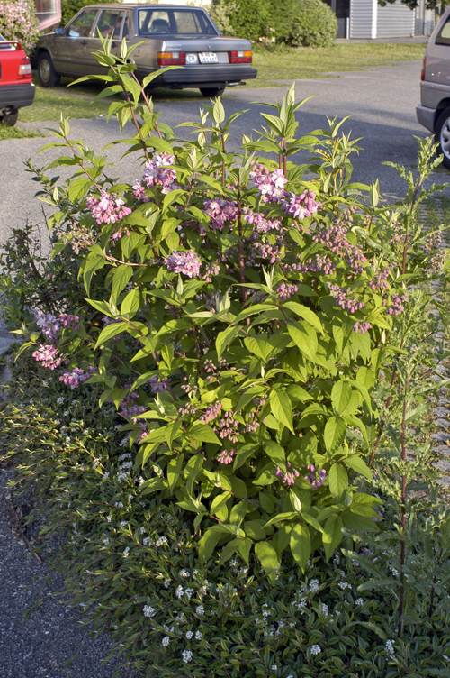 Deutzia.jpg