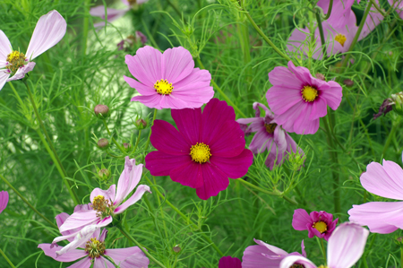 cosmos - Jardin Romand - Le serveur des jardiniers amateurs.