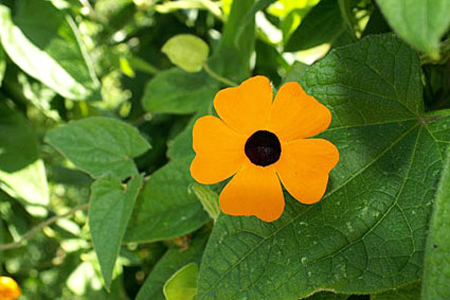 thunbergia.jpg