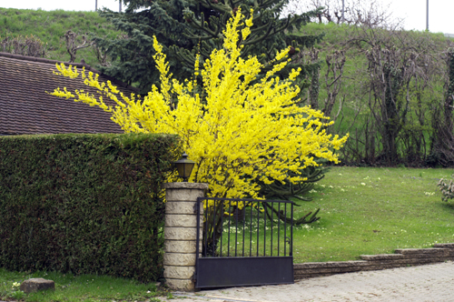 Forsythia.jpg