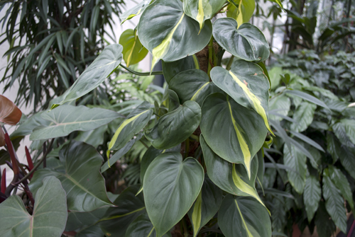 Philodendron.jpg