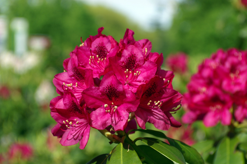 Rhododendron.jpg