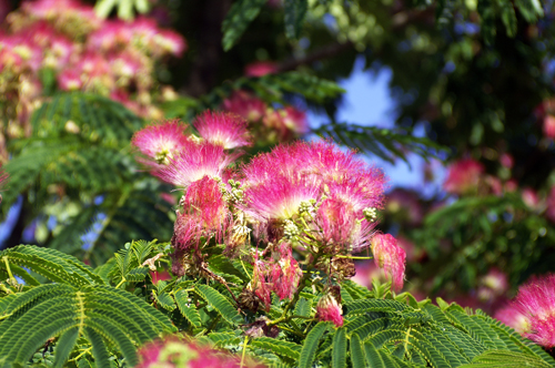 albizia.jpg