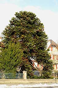 araucaria-2