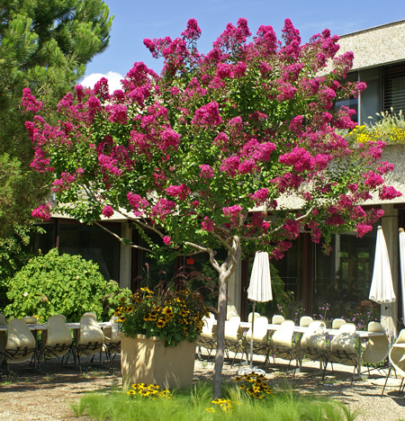 Lagerstroemia.jpg