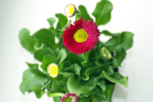 bellis.jpg