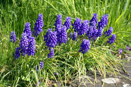 muscari.jpg