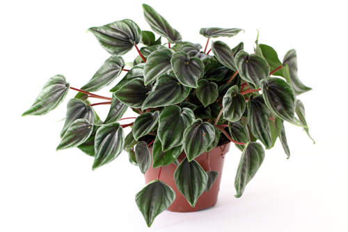 peperomia.jpg