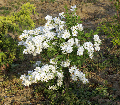 philadelphus.jpg