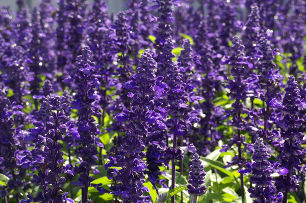 salvia-farinacea.jpg